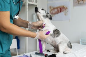 weterynarz podczas owijania łapki psa - sklep weterynaryjny