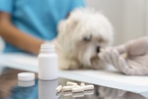 pies podczas suplementacji wykonywanej przez weterynarza - suplementy dla zwierząt